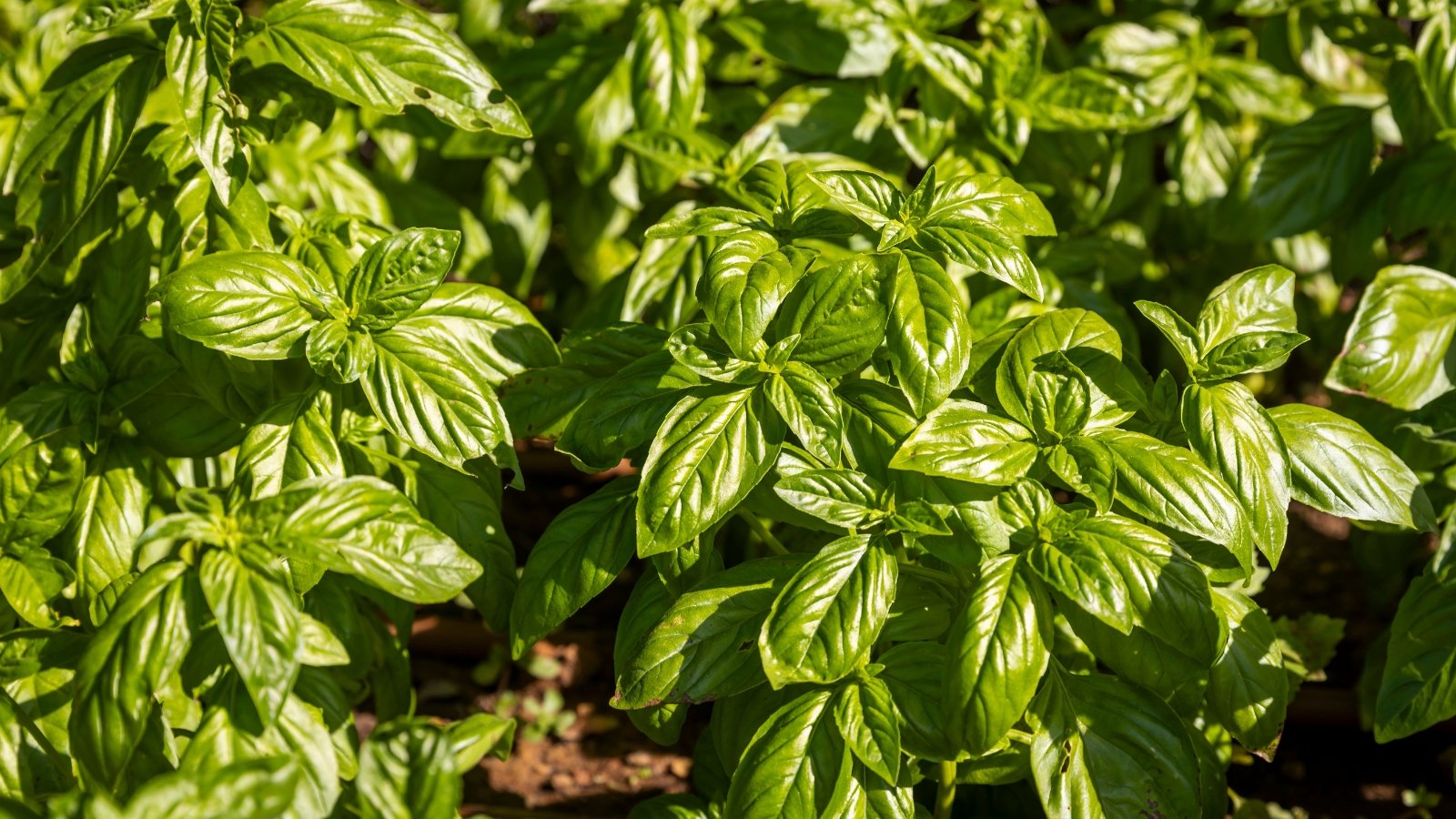 Broad, smooth, vibrant green leaves with a slightly crinkled surface, held on sturdy green stems.