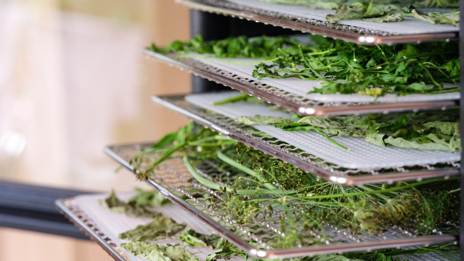 Trays inside a food dehydrator hold vibrant parsley, feathery dill, and broad basil leaves, neatly arranged and drying evenly.
