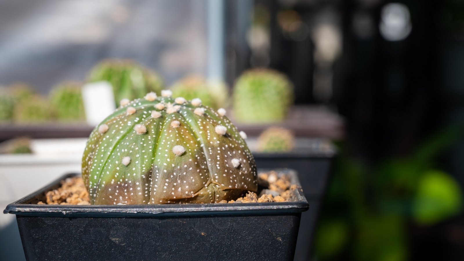 An Astrophytum asterias cactus, known for its round, speckled surface, shows signs of rot with a soft, discolored base that turns brown.
