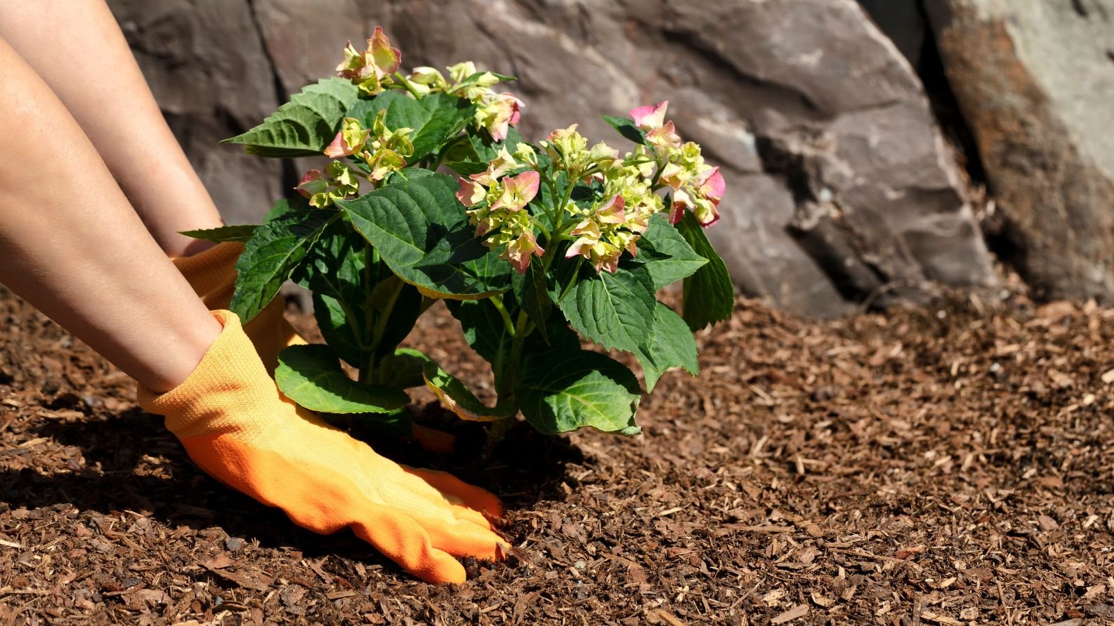 A shot of a person's hand wearing orange garden gloves applying a layer of mulch to flowers in a well lit area outdoors