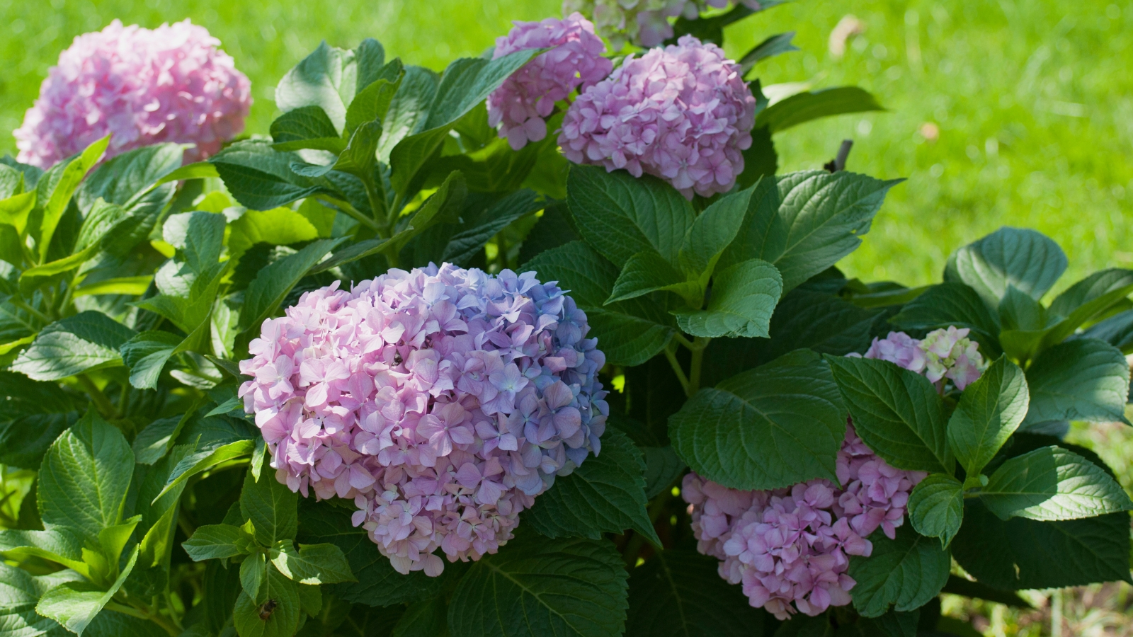 Purple bigleaf flowers bloom vibrantly among lush green leaves.