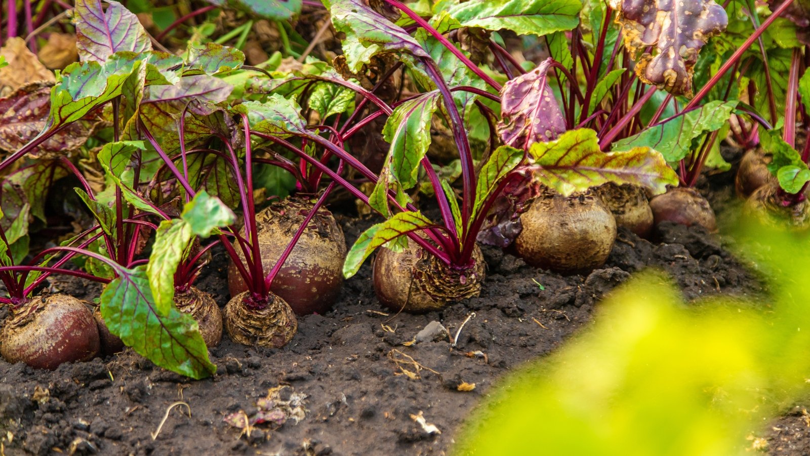 Multiple round root vegetables with pale red skins, nestled in soil, each adorned with green leaves and red stems, creating a vibrant and colorful garden bed.