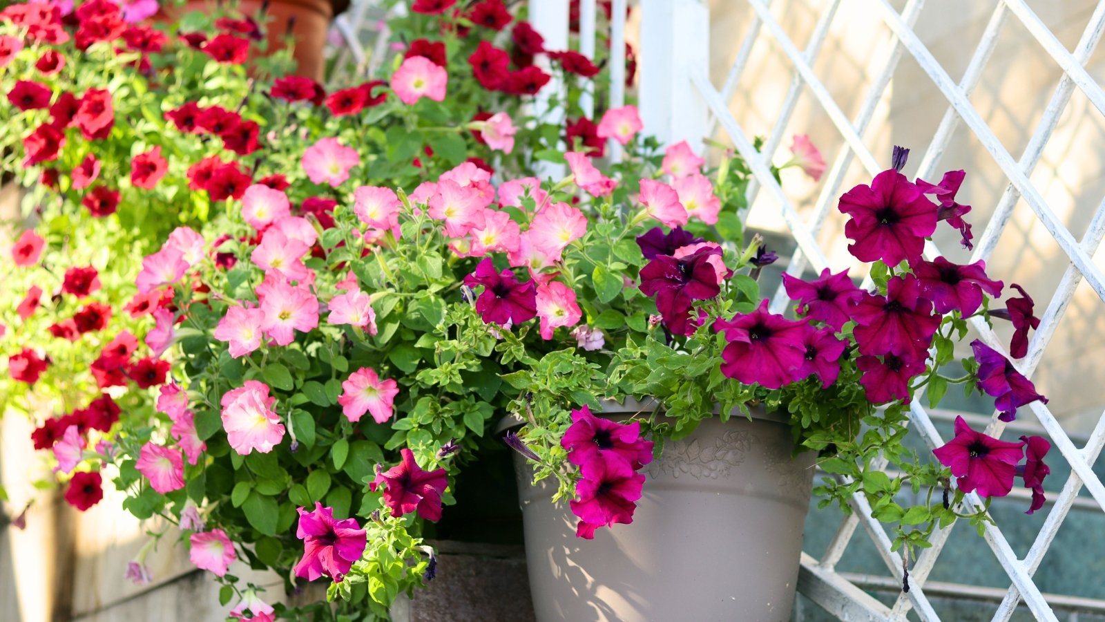 Close-up of gray pots containing branching stems with small oval green leaves and large, funnel-shaped flowers in shades of burgundy, red, and pink.
