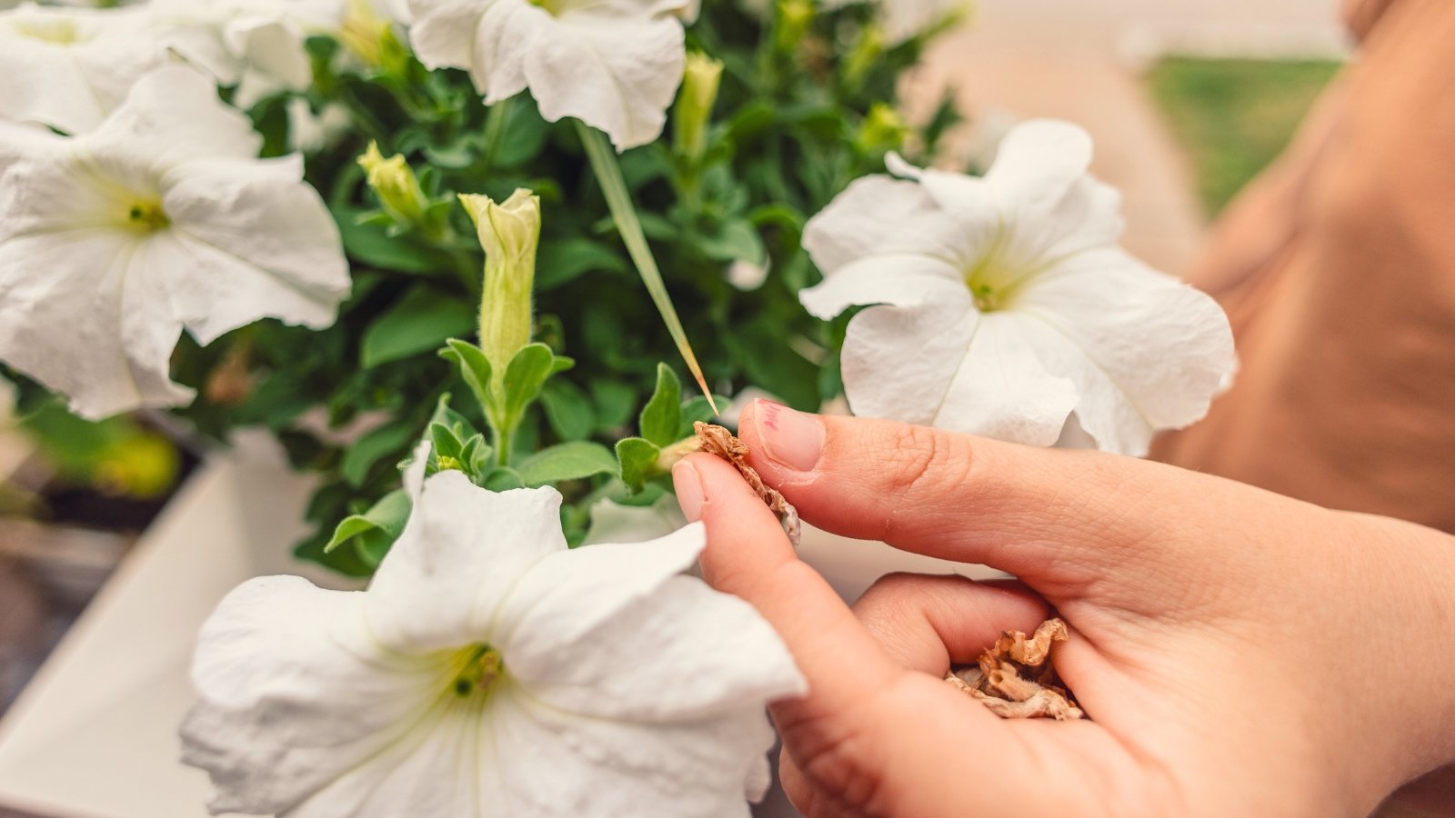 Close-up of a woman's hands picking dry, brown, spent petunia flowers among small green oval leaves on trailing stems with large, white, funnel-shaped blooms.
