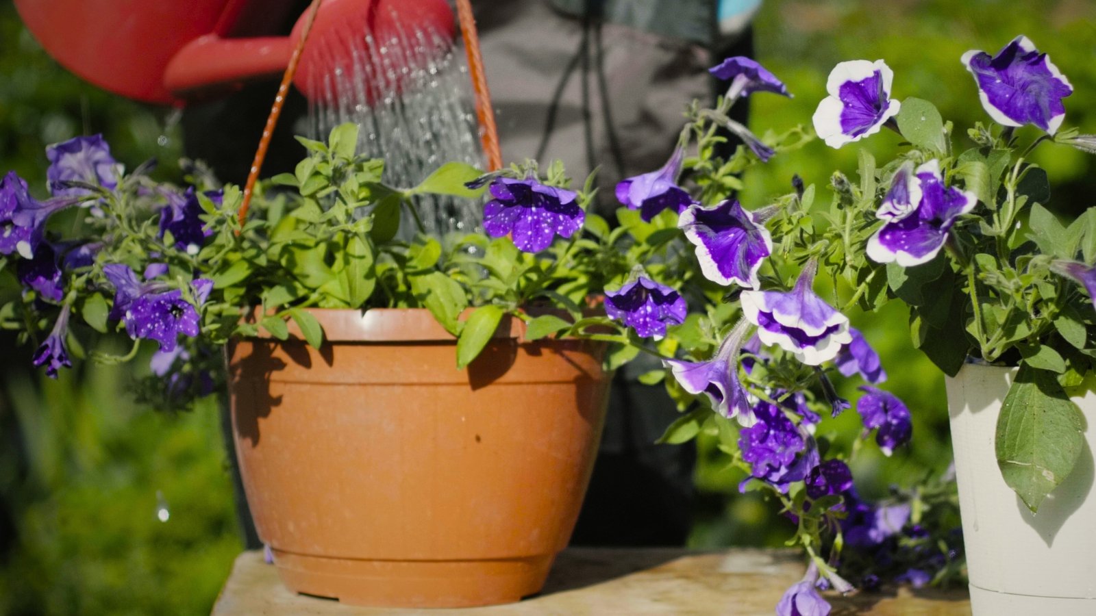 Close-up of a gardener watering a potted petunia plant with a red watering can; the plant features delicate, trailing stems adorned with purple flowers with white markings amid lush, bushy foliage.
