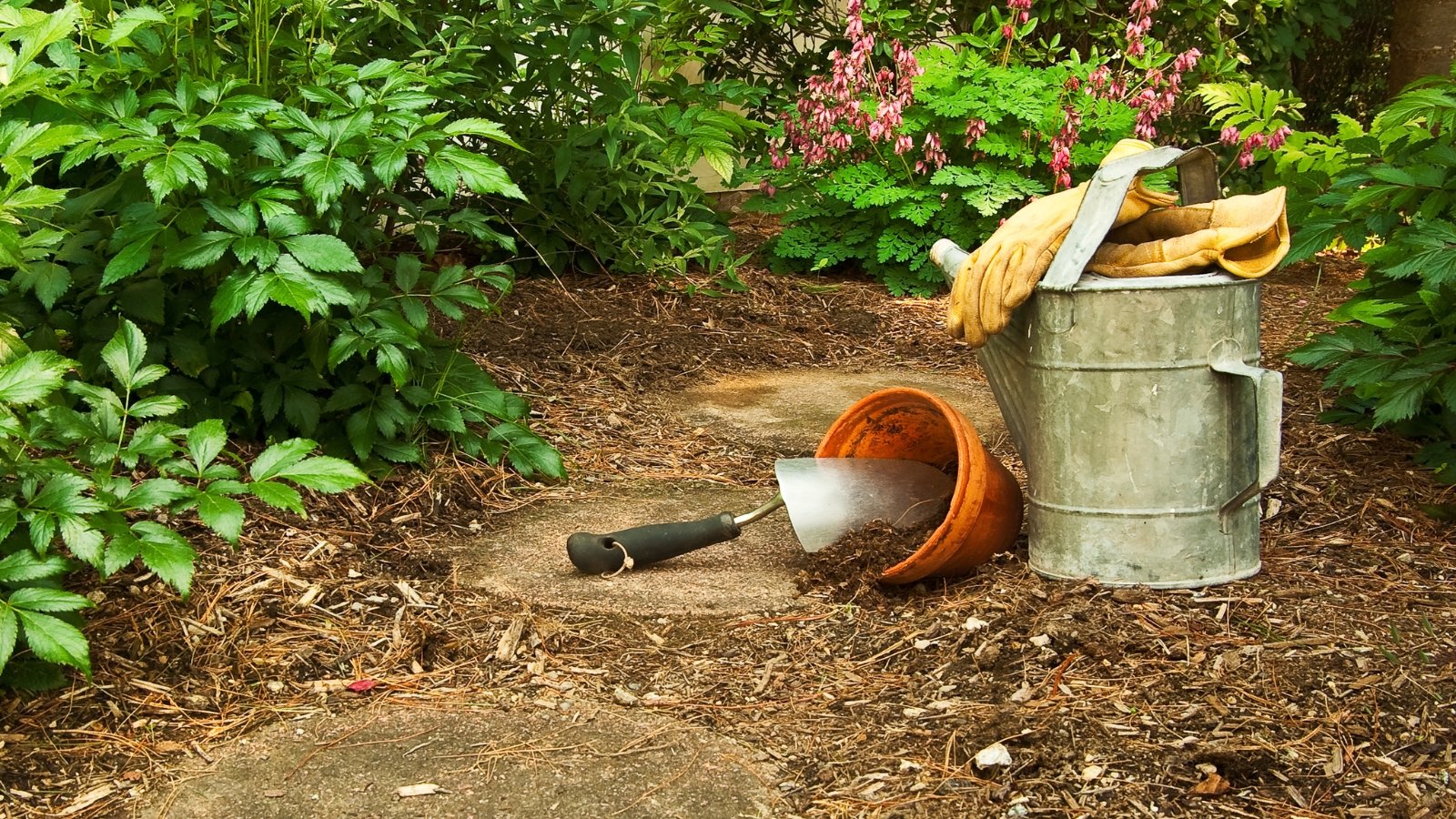 A set of garden tools, including a shovel and gloves, resting by a metal watering can and wooden border, surrounded by patches of brown dirt and lush green bushes with thick, glossy leaves.