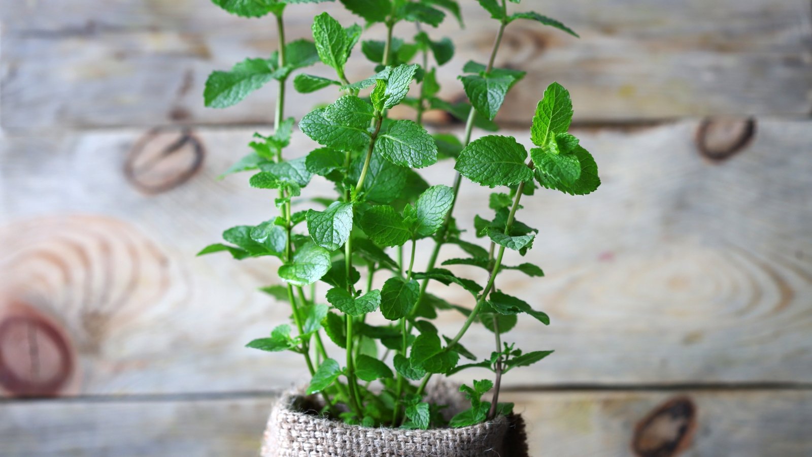 Dense and vibrant, with serrated, oval leaves tinged with deep green stems growing in a burlap pot indoors.