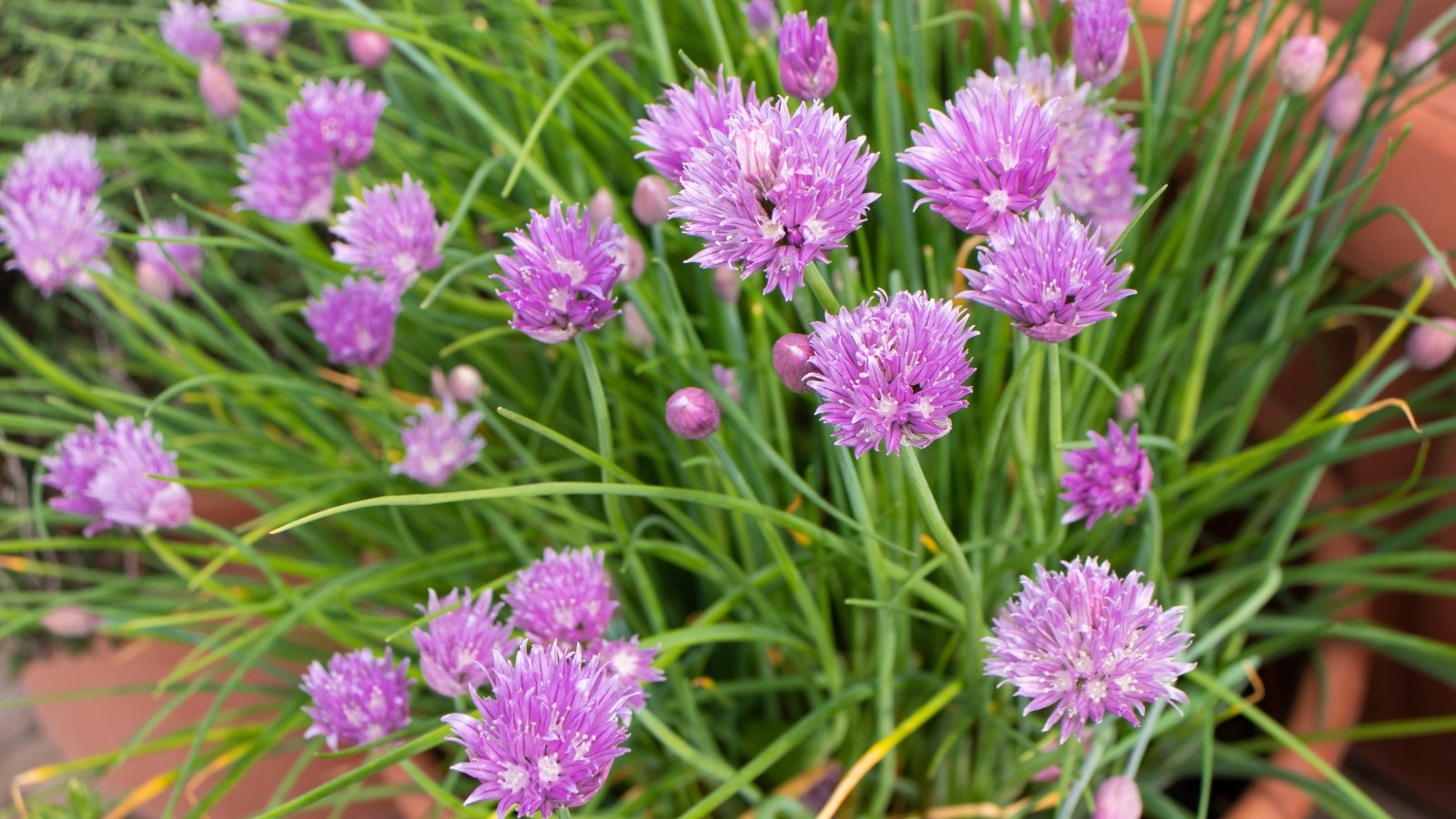 Thin, tubular green stems with delicate purple-tinged blooms at the tips, forming a compact cluster.
