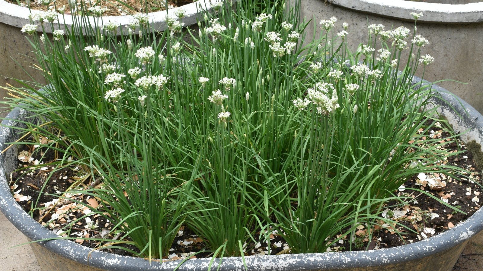 Flat, strap-like leaves with a fresh green hue, and clusters of small white flowers on upright stalks growing in a large black container outside.