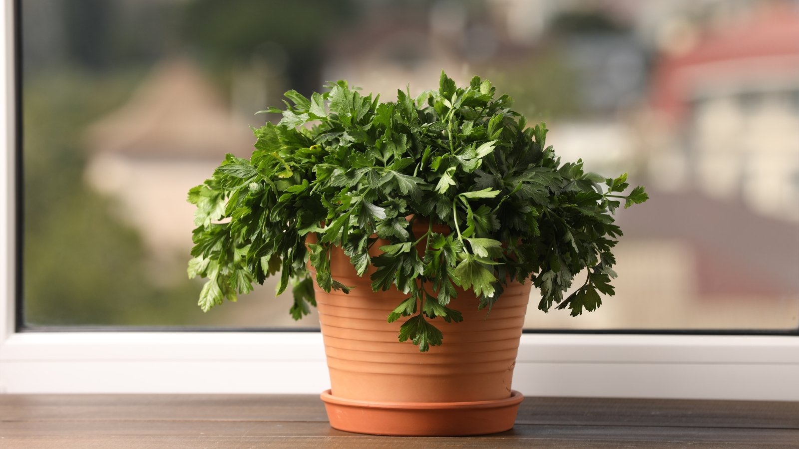 Deep green, curled, and finely textured leaves grow densely on bright green stems in a terracotta pot on a light windowsill.
