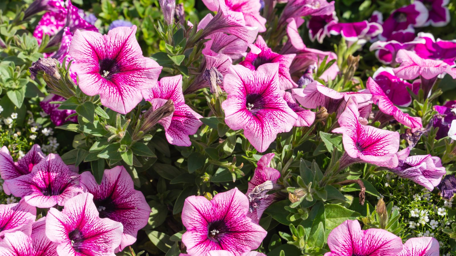 Vibrant purple flowers with unique patterns, looking like veins near the centers attached to stems surrounded by bright green leaves