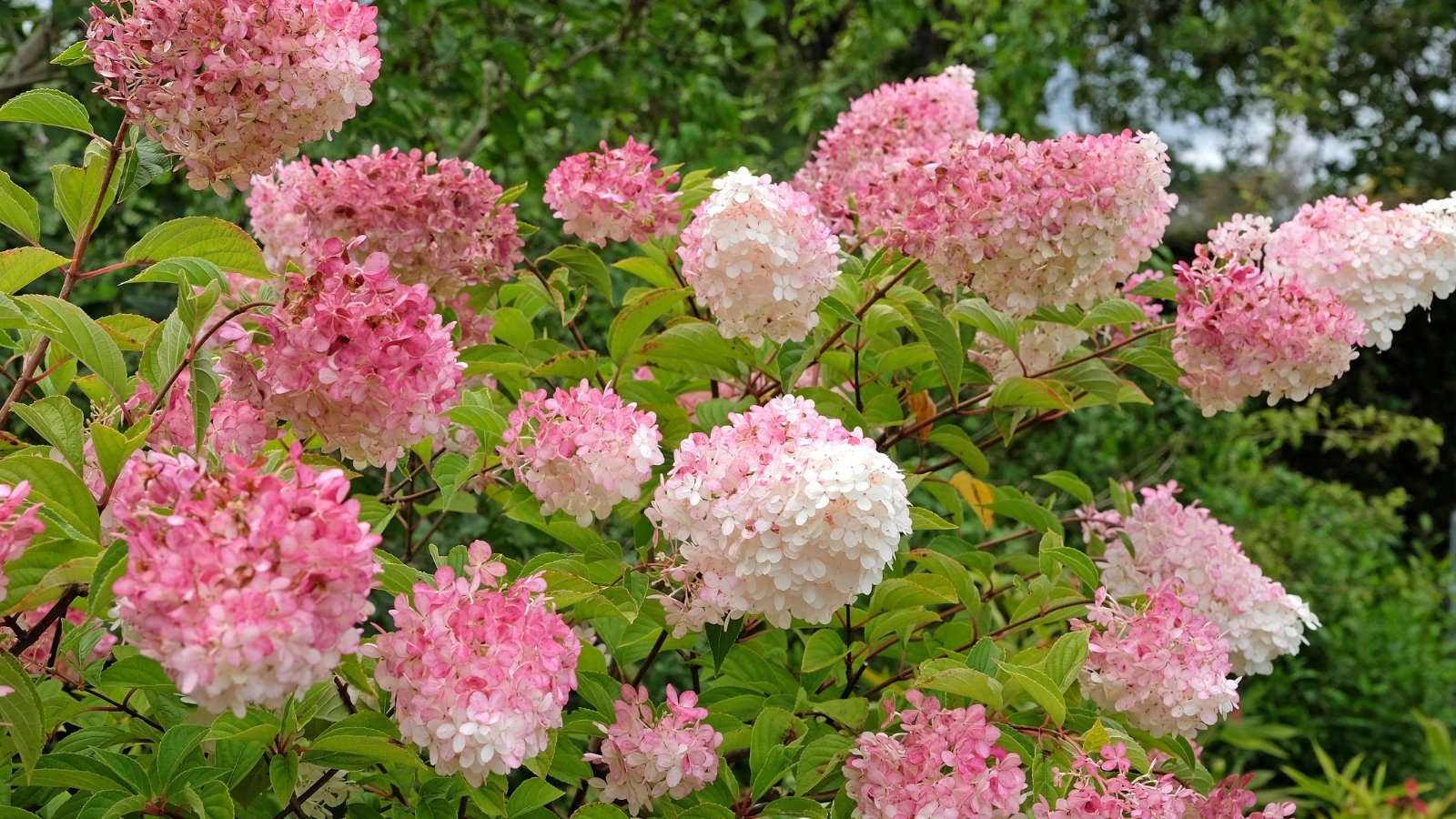 Soft pink and white blooms in large, rounded clusters sit gracefully atop green stems, with each delicate petal forming a gentle, lace-like texture, surrounded by deep green foliage.