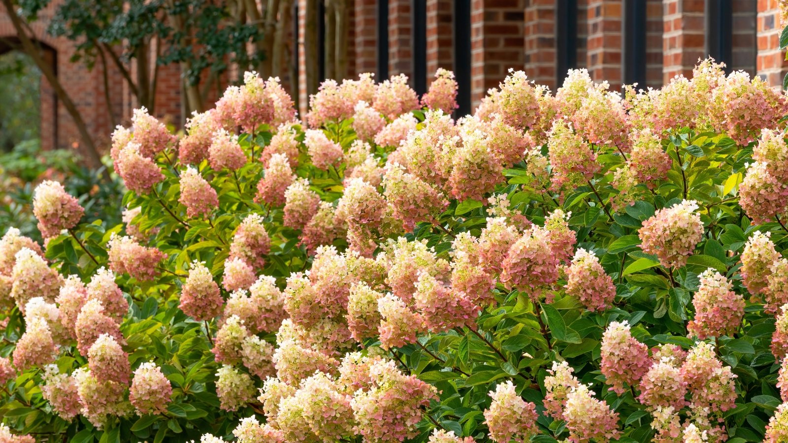 Creamy white blooms with a hint of blush form cone-shaped clusters, their soft petals blending into a dense arrangement, highlighted by thick, textured green leaves.