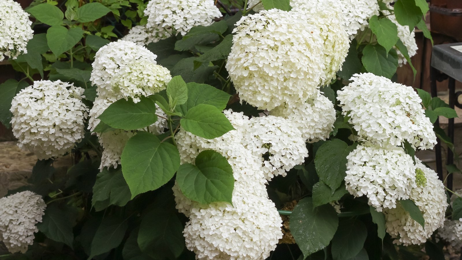 Large, dense clusters of creamy white flowers with rounded petals create a bold display, each bloom resting above dark green, textured leaves that add contrast.