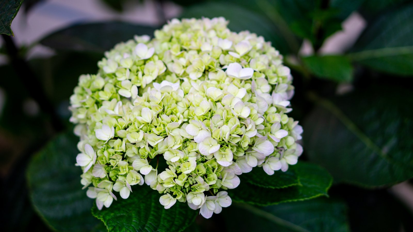 Pale green blooms with hints of white create a soft, rounded cluster, each petal subtly textured and arranged to form a cohesive shape against large, dark green leaves.