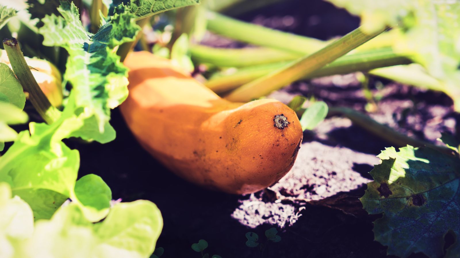 A bright orange crop attached to the plant laying on the soil appearing dark brown and fertilized, placed in a sunny area