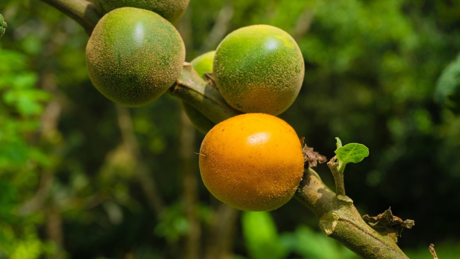 Close-up of a ripening round shaped fruit with bright orange and green slightly fuzzy, textured skin hanging from a sturdy stem.