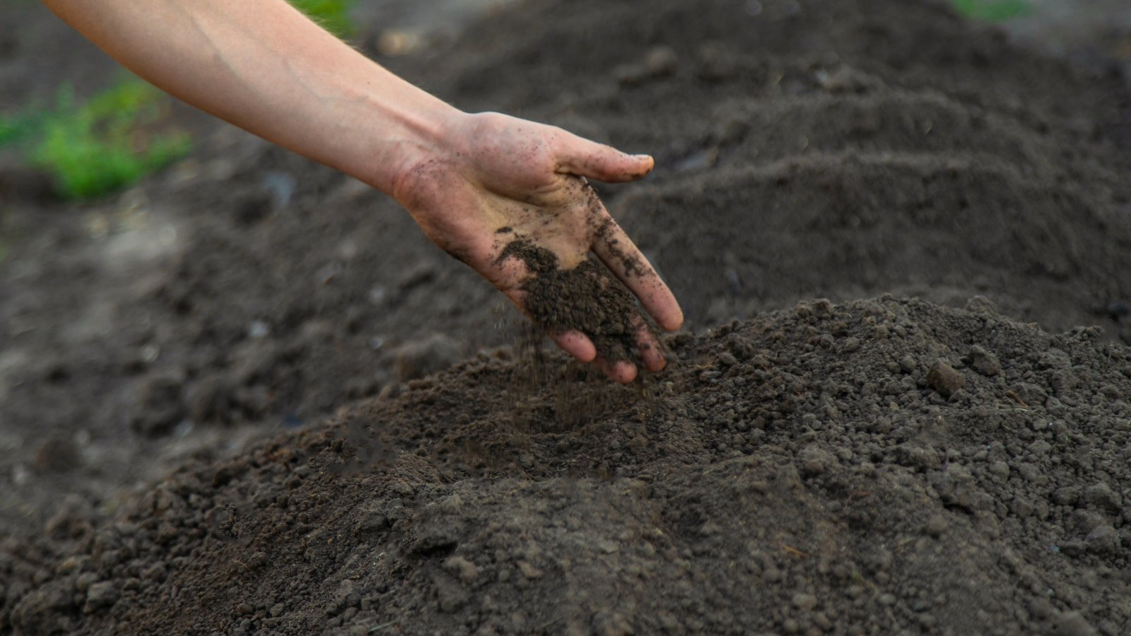 Close-up of a man's hand checking the quality of loose, dark brown soil in a garden.