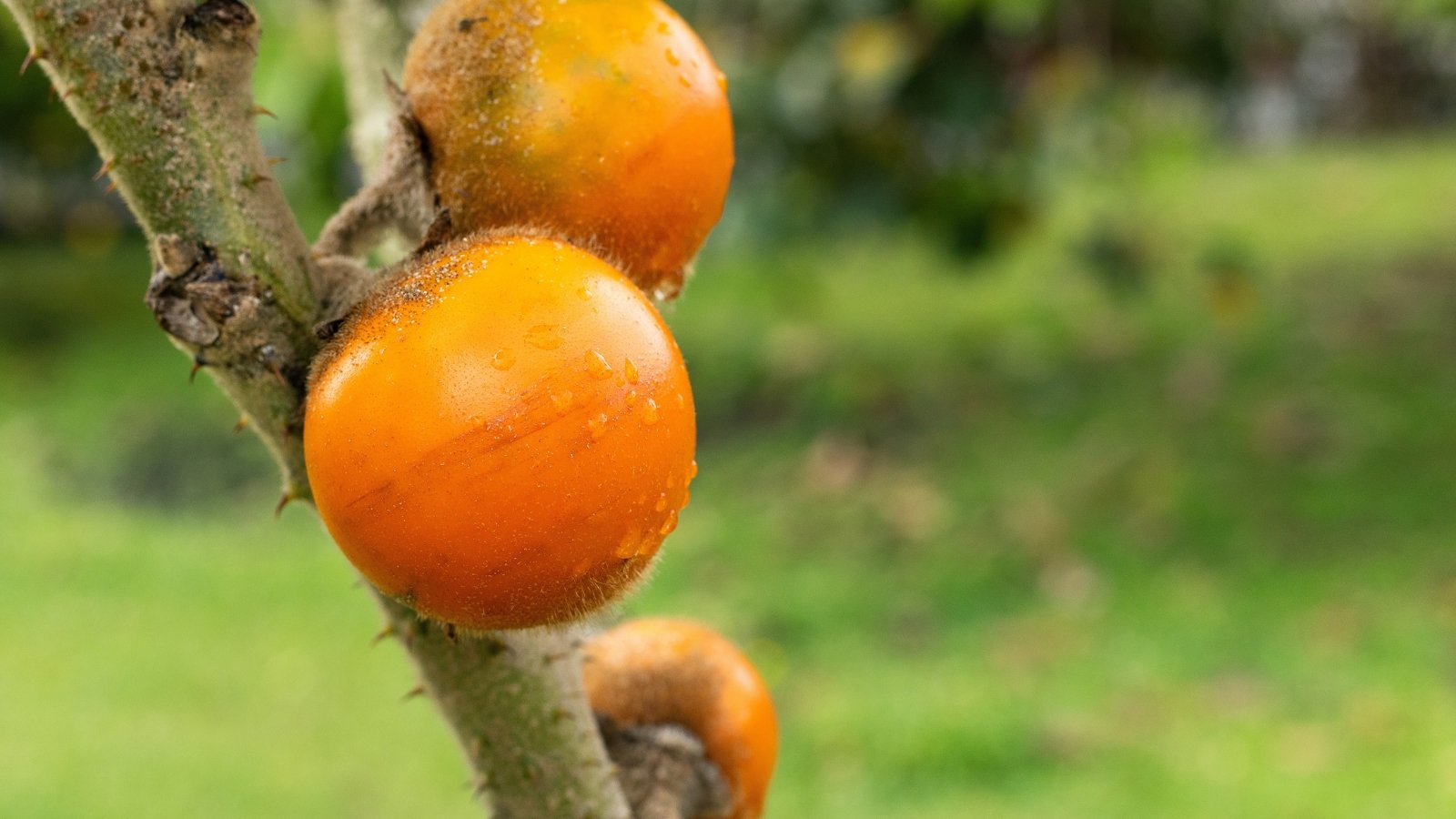 With its golden-orange hue and velvety, fuzzy skin, the fruit appears almost orb-like in shape covered with drops of water.