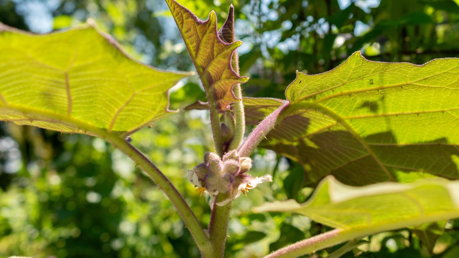 The shrub has thick, spiny stems, large heart-shaped leaves with a velvety texture, and clusters of small, star-shaped white flowers.
