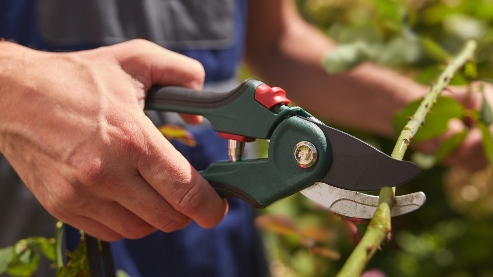 Close-up of a gardener using dark green pruning shears to trim the thorny stems of a plant in the garden.