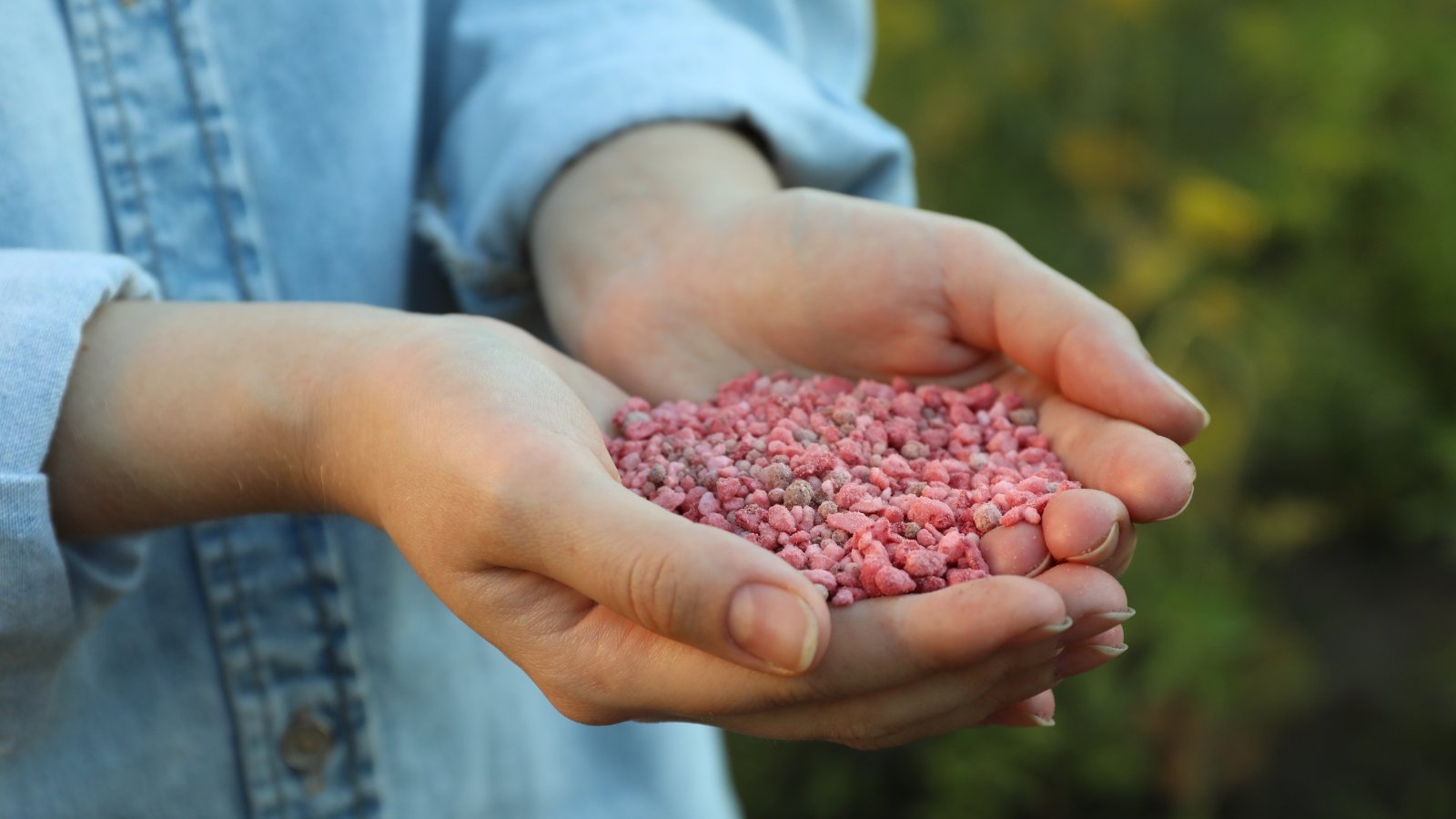 Close-up of a woman's hands holding a handful of soft pink granular fertilizers in the garden against a blurred green background.