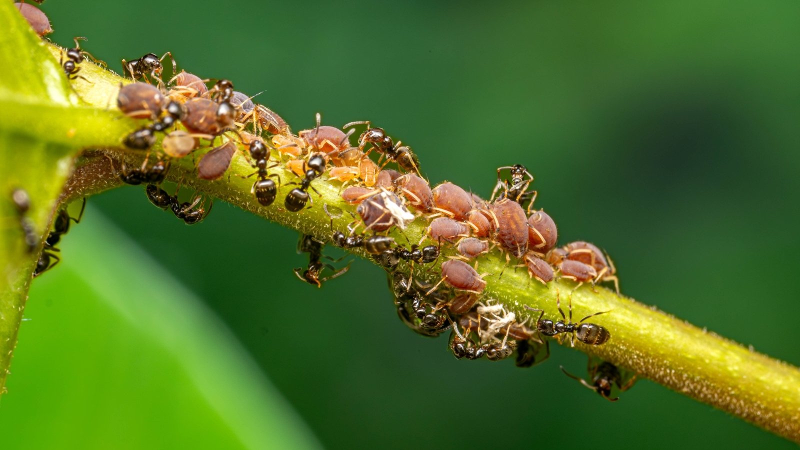 Clusters of small brown aphids cling to the stem while ants move among them, creating a busy scene on the plant.
