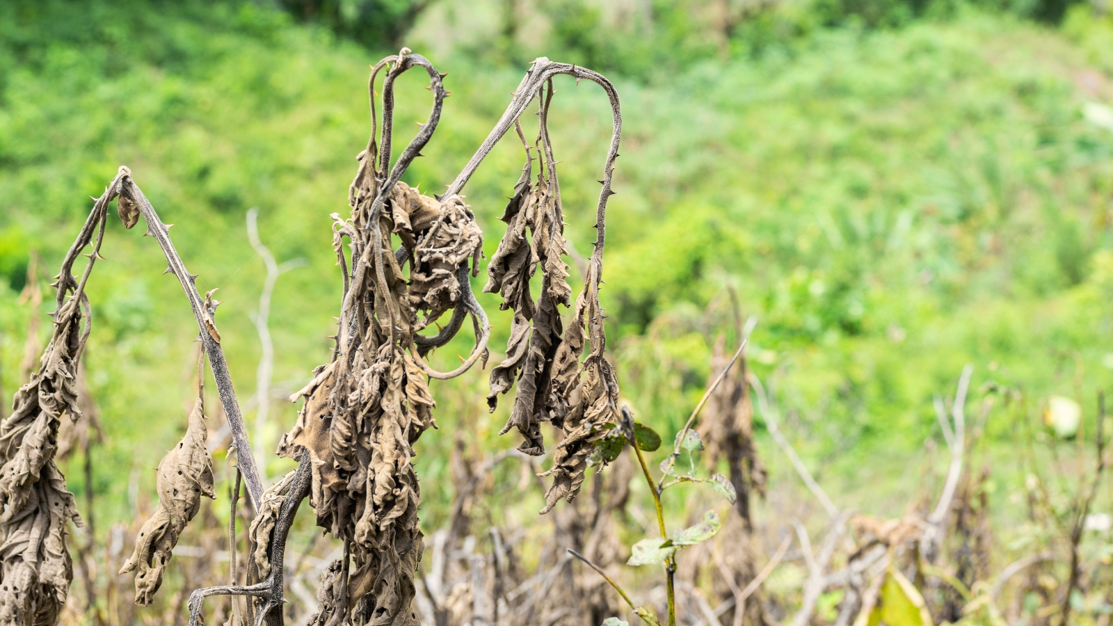 The lulo plant displays wilted, discolored and dry leaves and dark, rotting patches on stems, showing signs of fungal infection damage.
