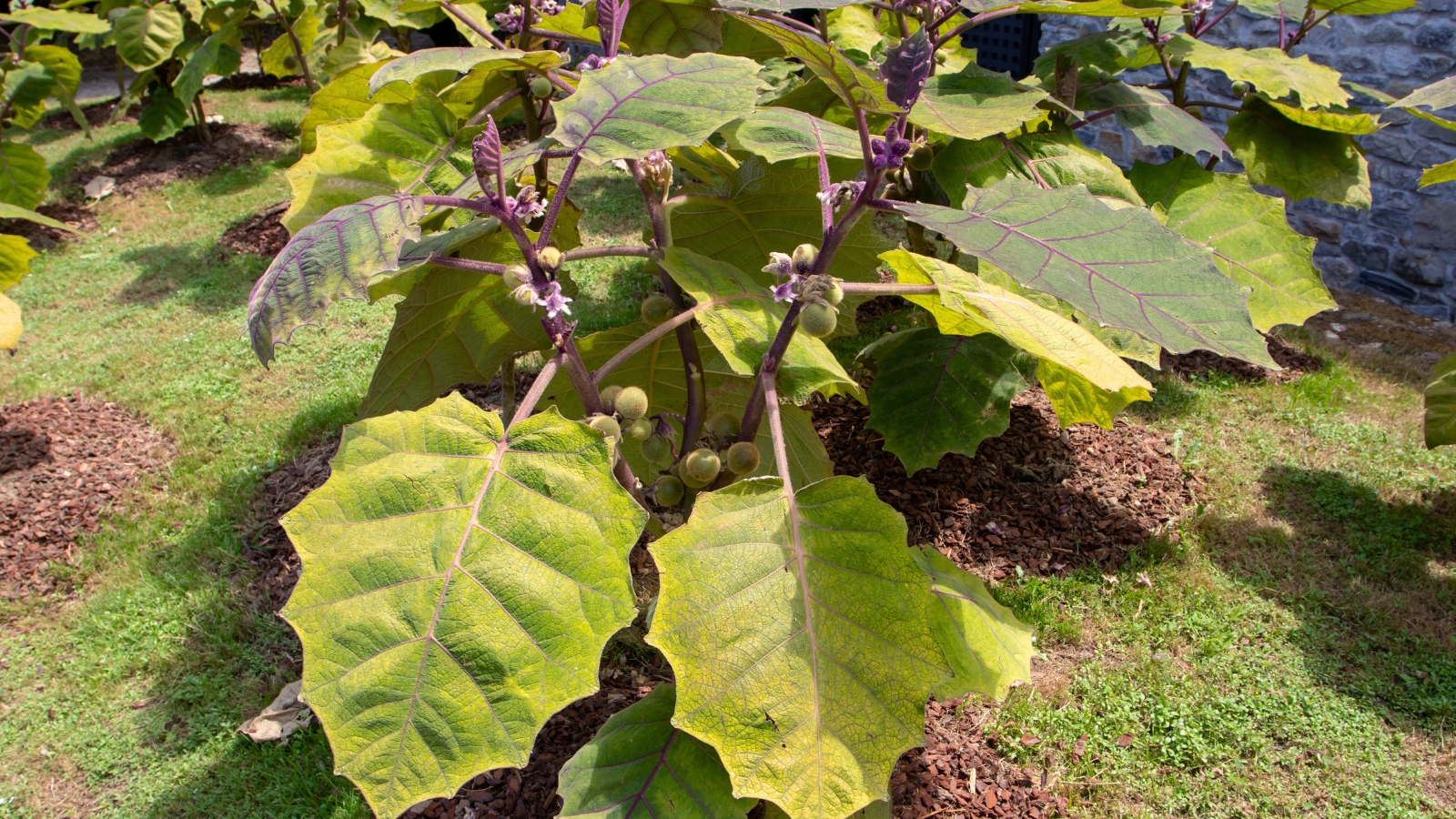 Thorny stems and wide, soft leaves with purple veins surround round, bright green fruits on this tropical shrub.