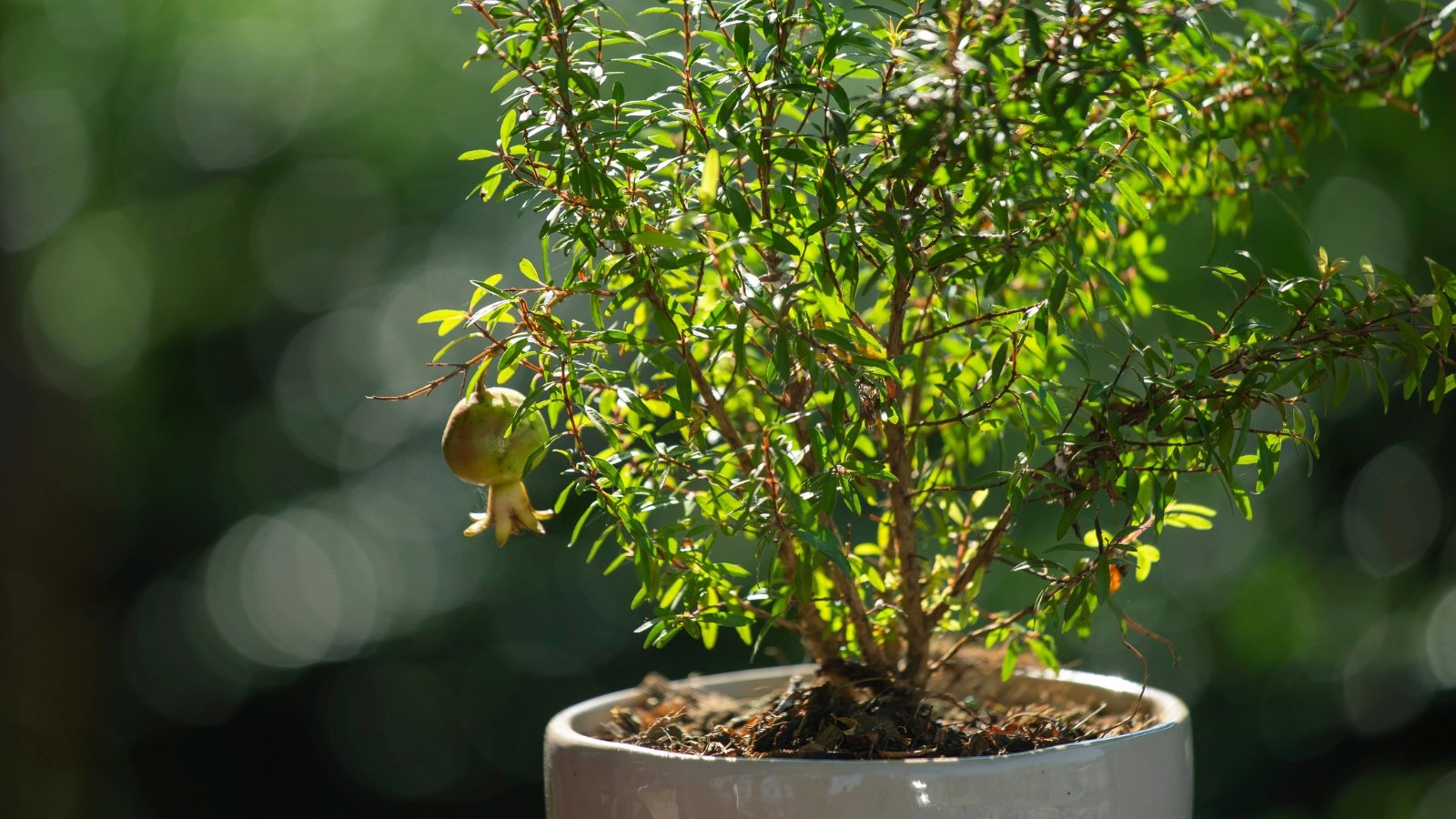 A potted pomegranate tree with glossy green leaves and a single unripe fruit sits in a large white pot, basking under bright sunlight in the garden.
