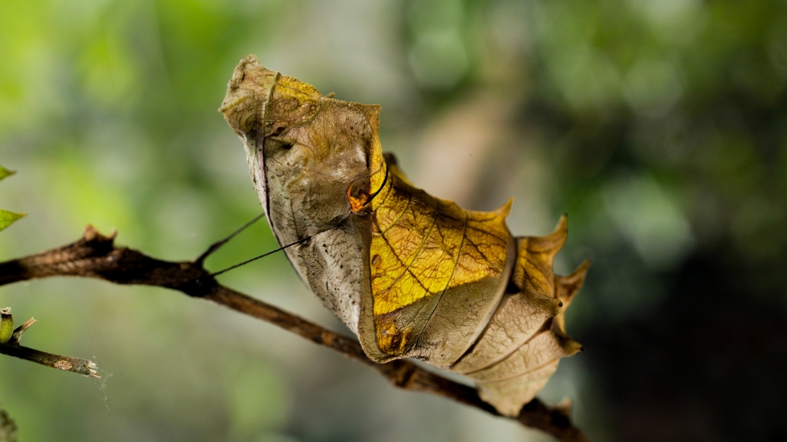 The pupa cocoons of the butterfly species Papilio are smooth, elongated structures with a glossy surface, displaying shades of brown that help them blend into their surroundings.
