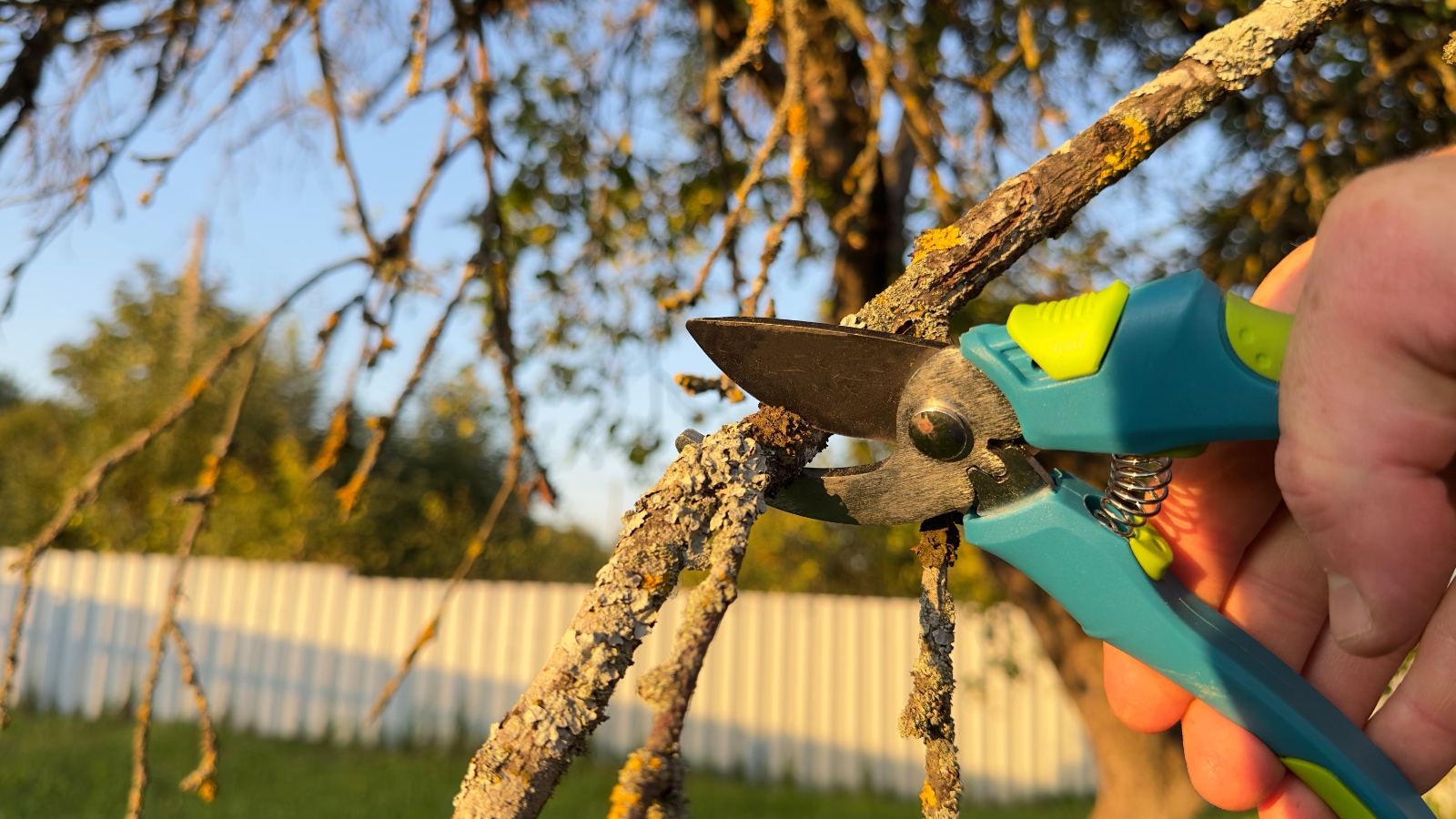 The gardener uses blue pruning shears to trim away the diseased branches of a tree.
