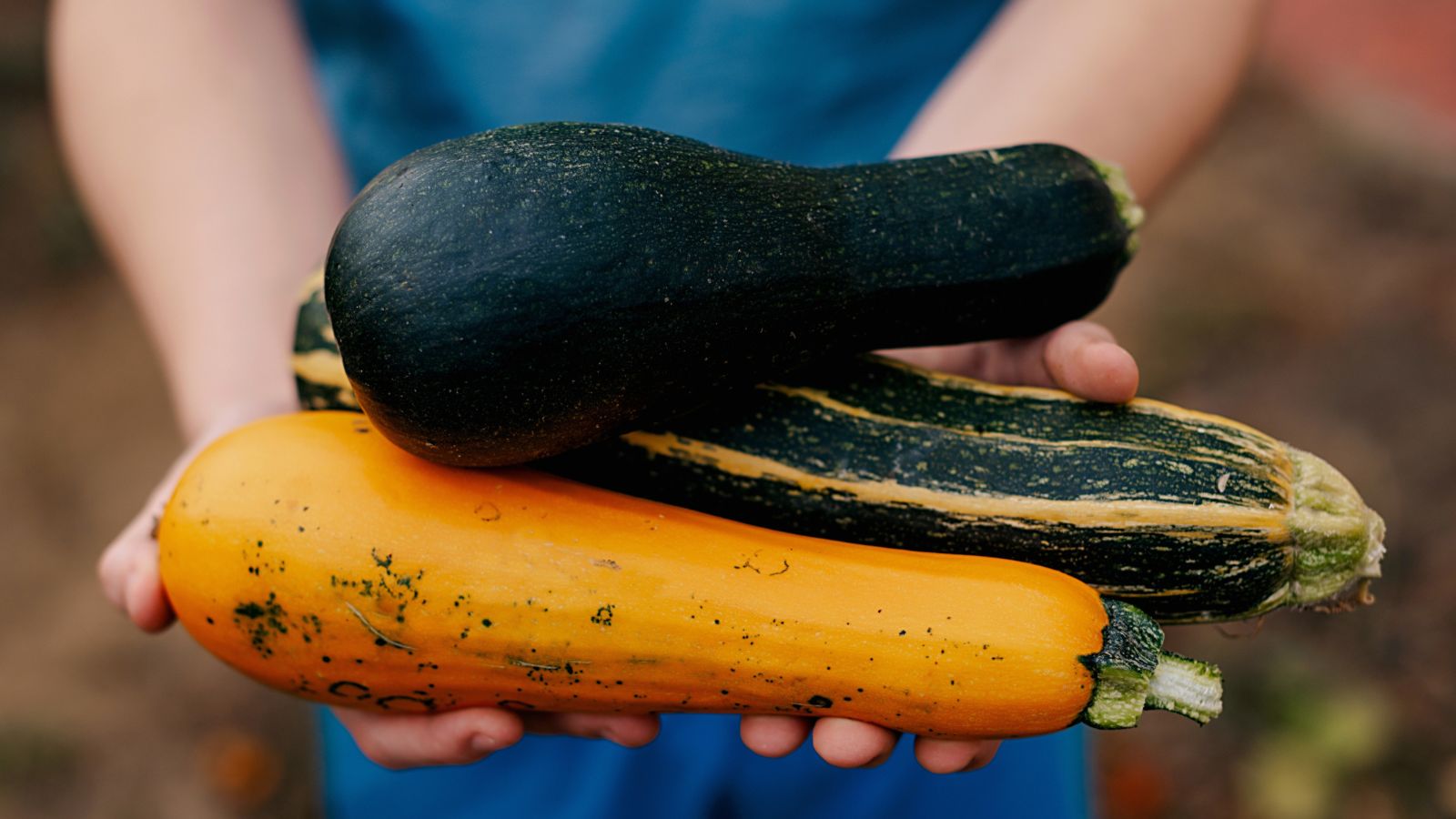 A focused shot of a person wearing a blue shirt and jeans holding various vegetable crops that grows in the summer with colors ranging from dark green, orange and yellow.