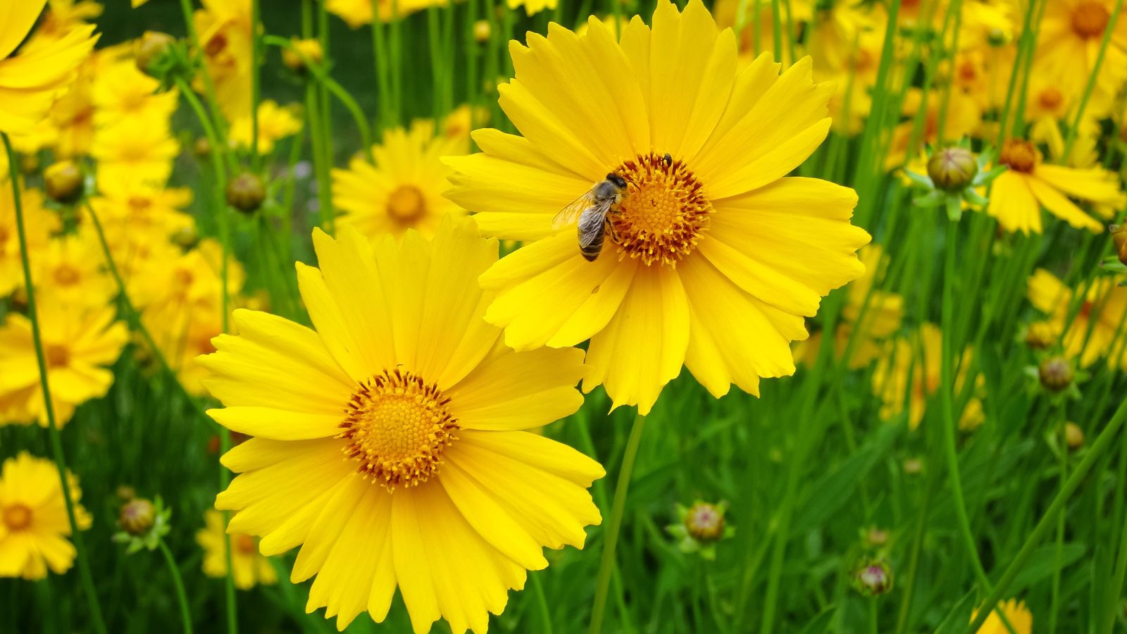 A close-up and focused shot of the Coreopsis flower showcasing its yellow petals with a bee collecting nectar, with the same flower in the background.