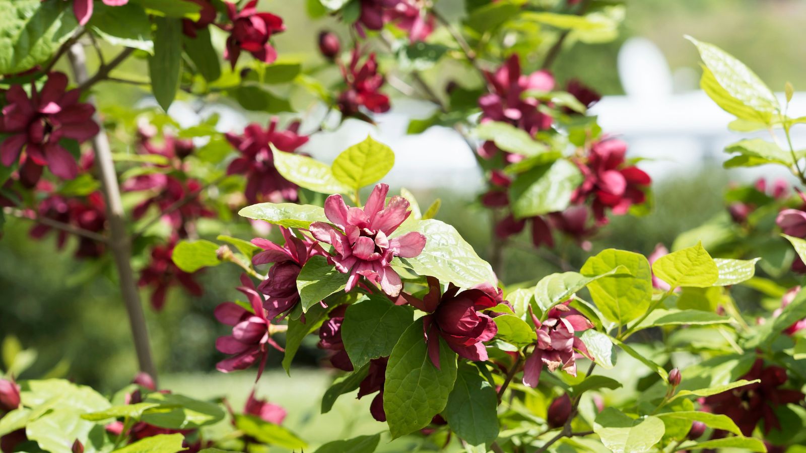 A close-up shot of a common Sweetshrub that highlights its dark-red flower blooms that is situated in a well lit area outdors