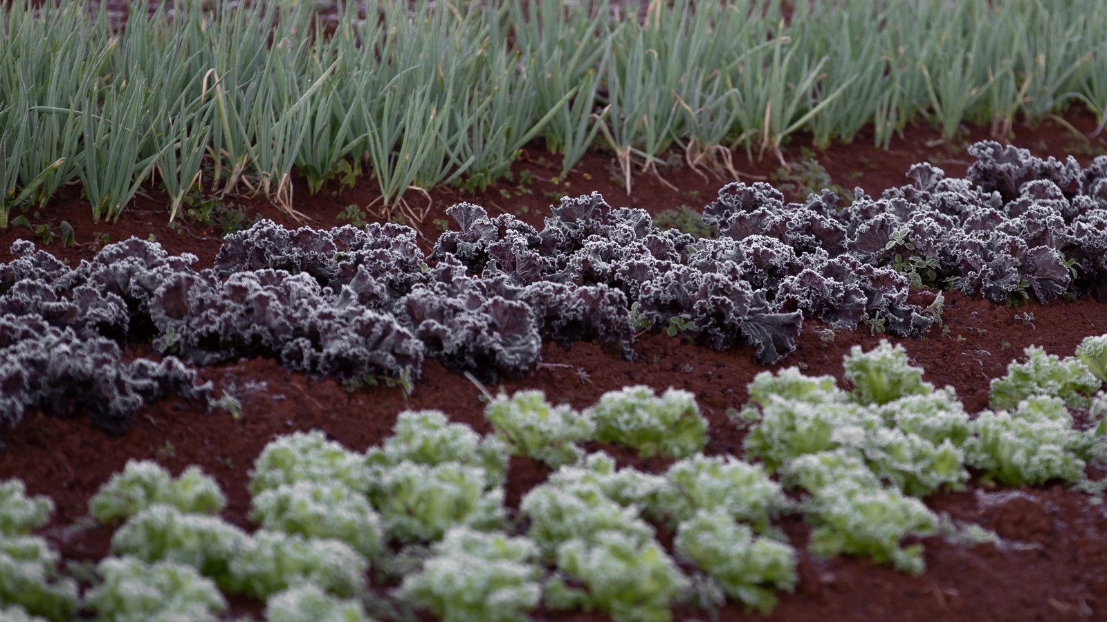 Rows of vegetables with lightly frosted leaves, including frilly, purple-hued plants and bright green heads, blanketed in delicate white crystals from the frost. The soil is rich and dark, and the cold morning air is palpable as the frost shimmers on the leaves, accentuating the plants' resilience.