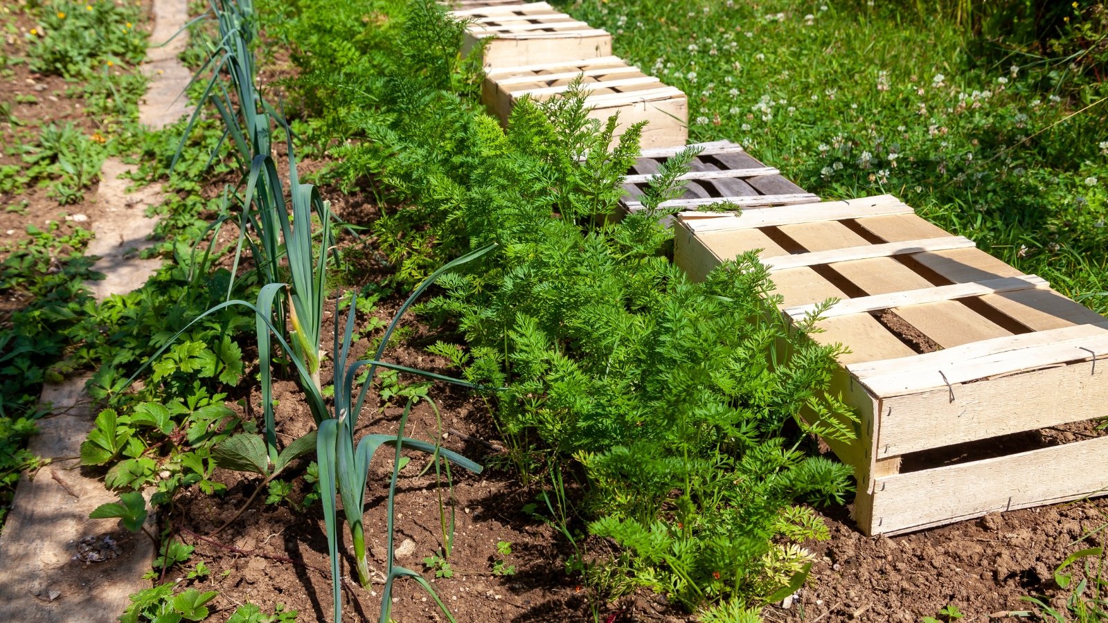 A meticulously organized garden bed showing a neat row of carrots with their bright green, feathery tops, adjacent to onion shoots and Pastinaca sativa with taller, broader leaves. The beds are separated by a wooden pallet pathway, and the plants thrive in the rich, brown soil under sunlight.