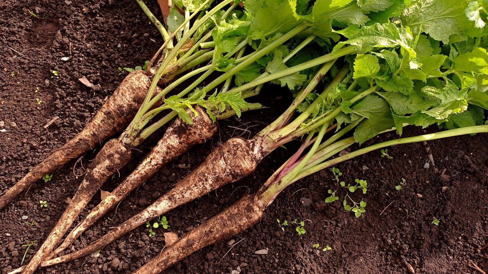 Long, slender Pastinaca sativa roots freshly pulled from the soil, their dark brown skin covered in traces of dirt. The vibrant green tops lay to the side, contrasting against the dark earth, emphasizing the harvest’s recent completion in a fertile garden.