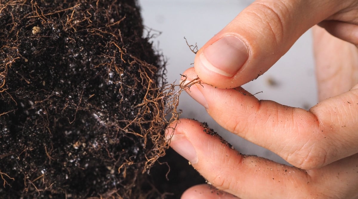 Hand holding tiny, rotting roots, pulled out from the soil.