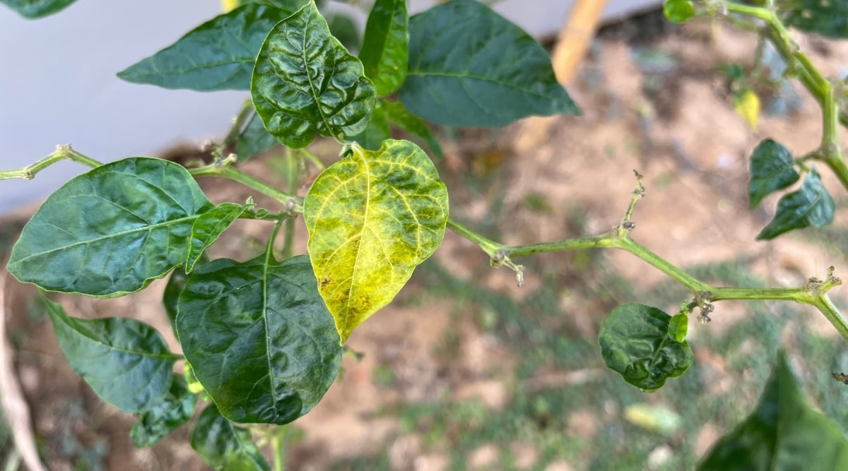 close up of a yellowing leaf caused by an infection, along with healthy green leaves.