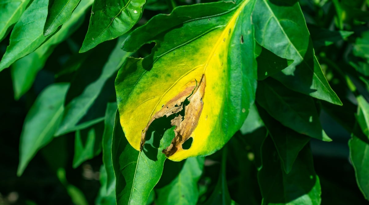 close up of a leaf that is turning yellow with a rotting spot caused by an infection.