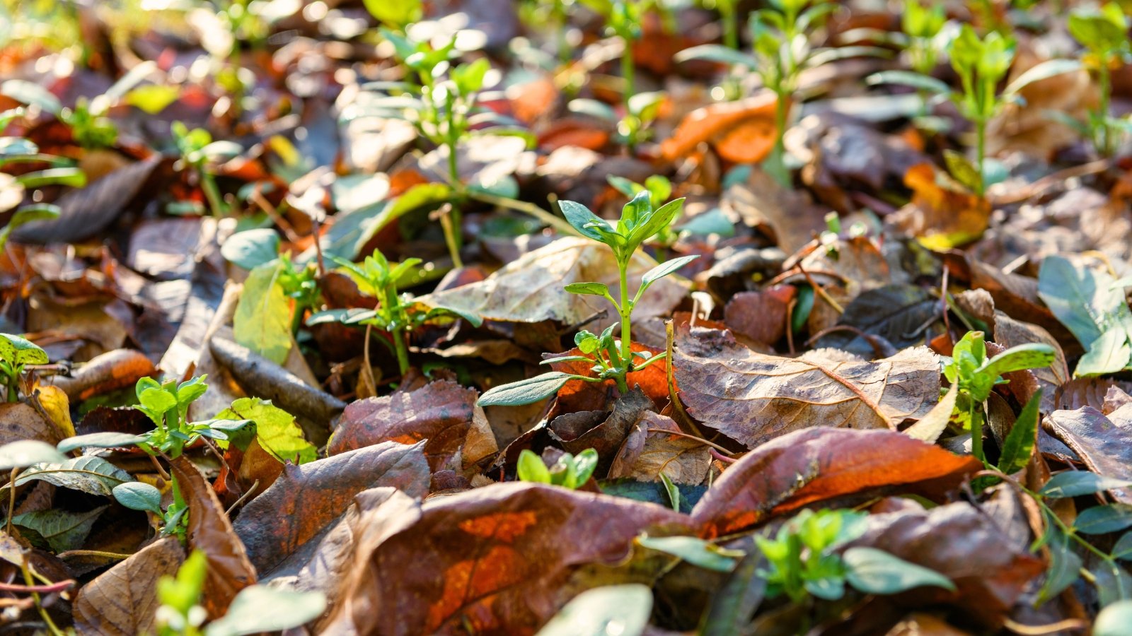 Close-up of a flower bed with young seedlings covered by a layer of dry autumn leaves in shades of orange and brown.
