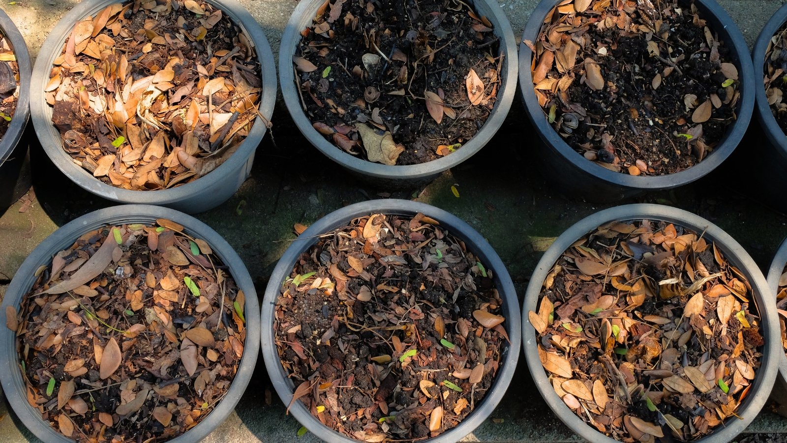 Six black plastic containers filled with soil, topped with a layer of dried leaves used as fertilizer to enrich the soil.