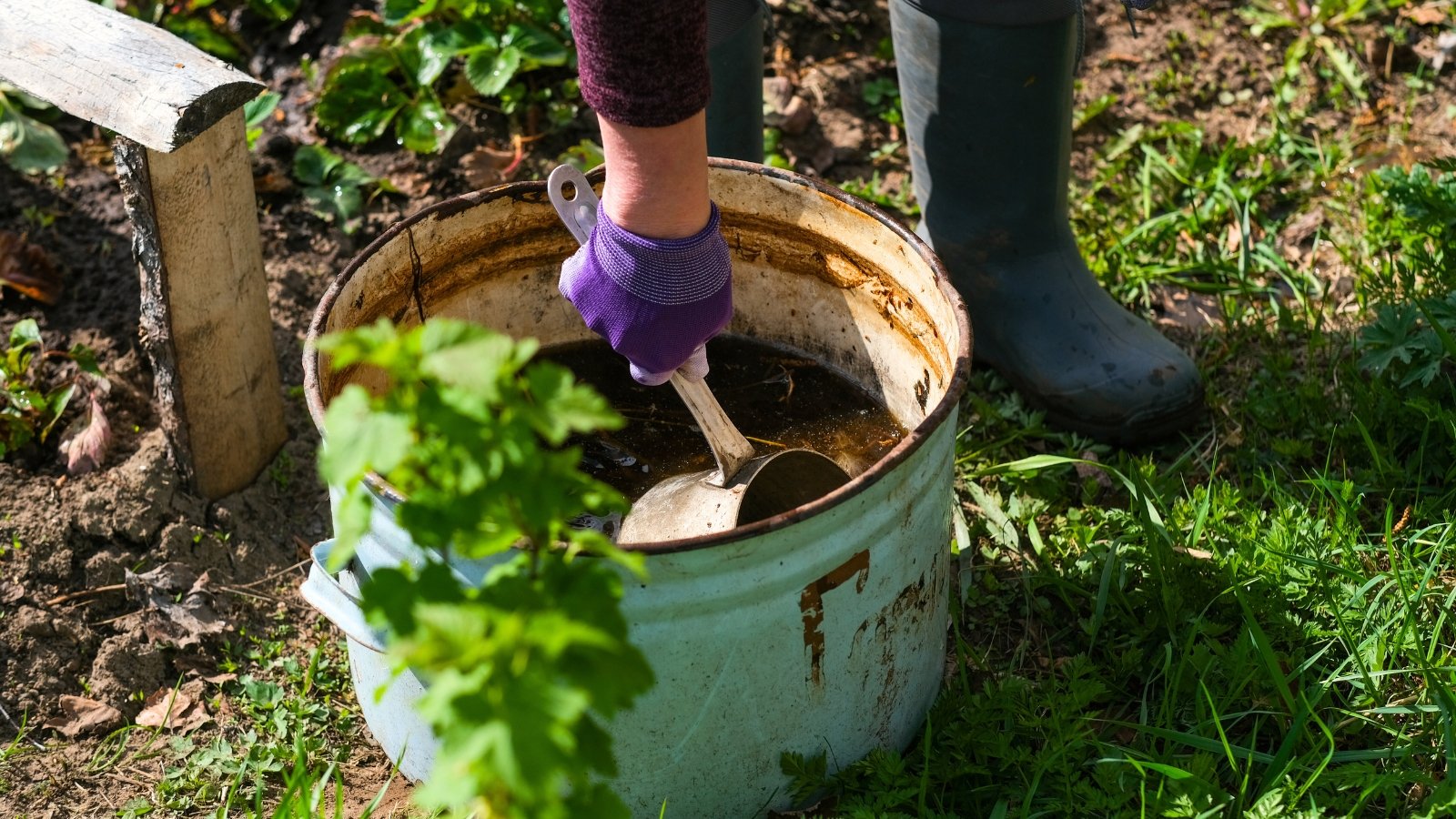 Close-up of a gardener in black rubber boots and purple gloves carefully scooping loose leaf tea from an old white and blue bowl.