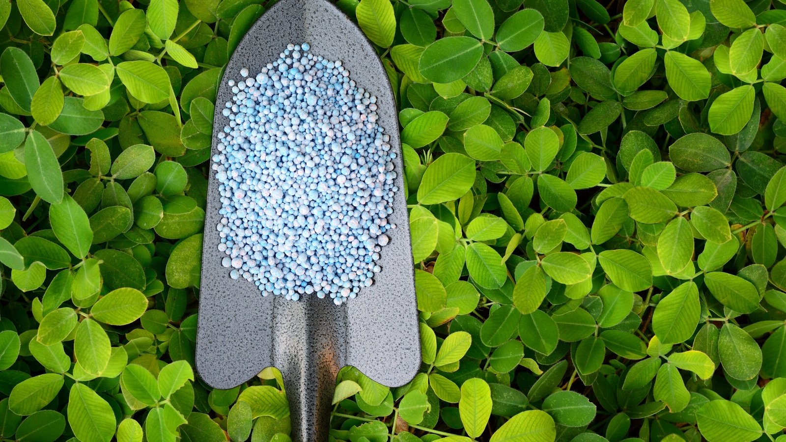 Close-up of a garden trowel full of granular fertilizer on Arachis pintoi leaves. Arachis pintoi leaves are distinguished by their small, oval-shaped leaflets arranged in pairs along delicate, trailing stems. The foliage is dense and lush, forming a low-growing mat that carpets the ground with vibrant greenery. Each leaflet features smooth, glossy surfaces and prominent veins, imparting a fresh and healthy appearance. Granular fertilizers are small blue balls.