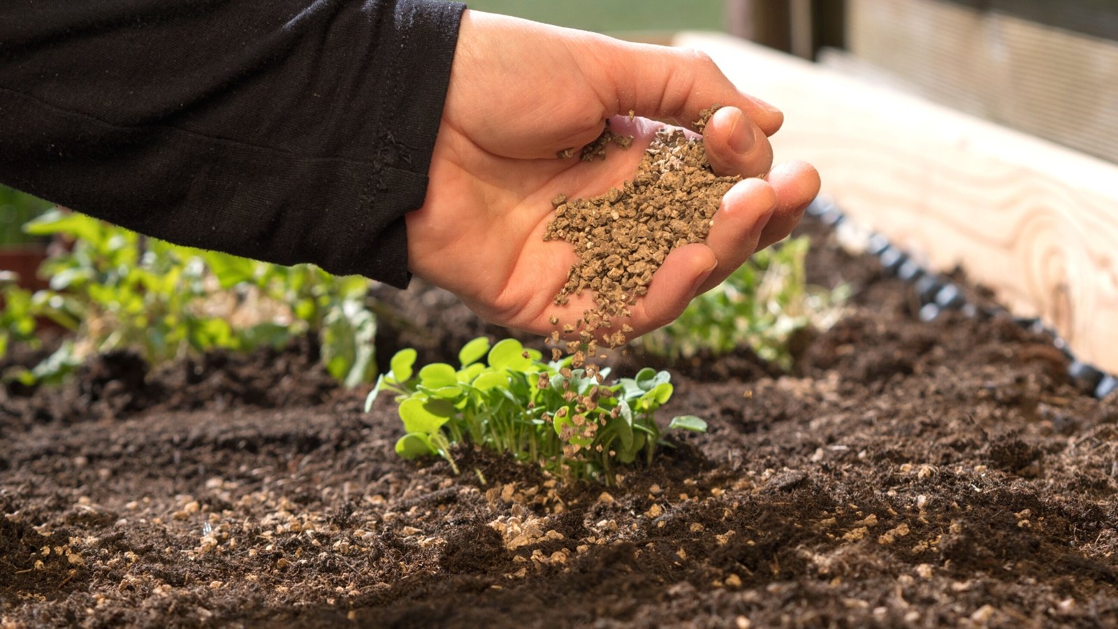 Close-up of a gardener applying bone meal fertilizer to young plants in a raised bed in the garden. This fertilizer is granular, unevenly shaped, brownish-sandy in color. Young plants consist of short stems and small, oval, smooth, dark green leaves.