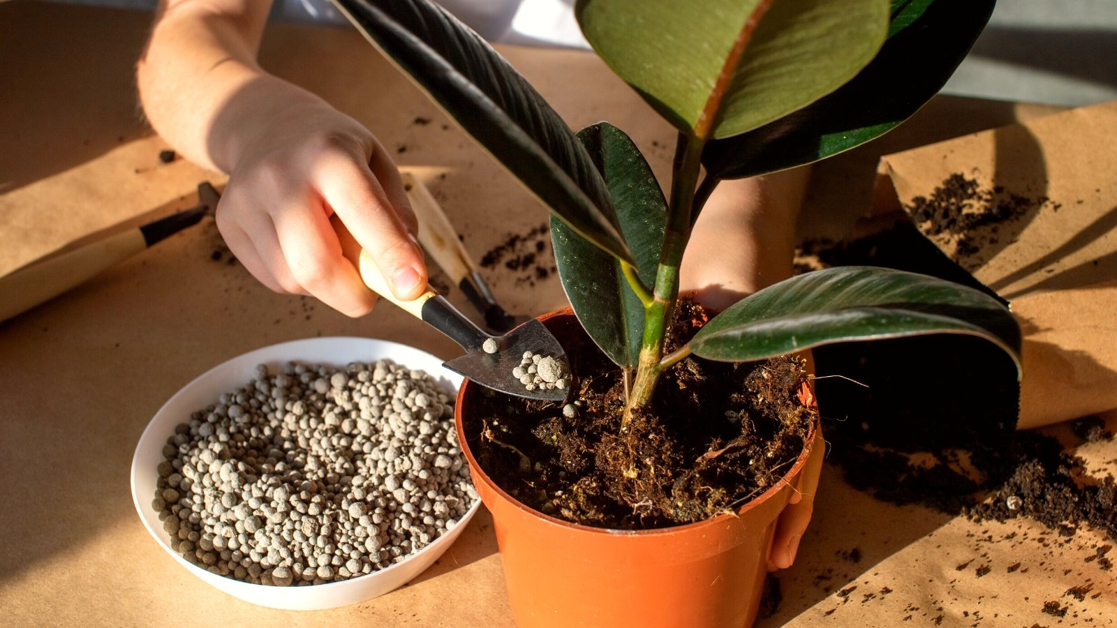 Close-up of a girl applying granular fertilizer with a small black spatula to a potted ficus plant on a table indoors. Ficus elastica 'Robusta' boasts a striking appearance with its large, glossy leaves that are dark green and leathery in texture. Each leaf is broad, elliptical, and held on sturdy stems, forming an impressive canopy.