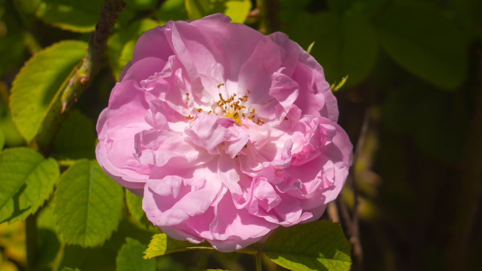 A close-up shot of a bright pink flower showcasing its double-petaled appearance that is exposed in sunlight outdoors