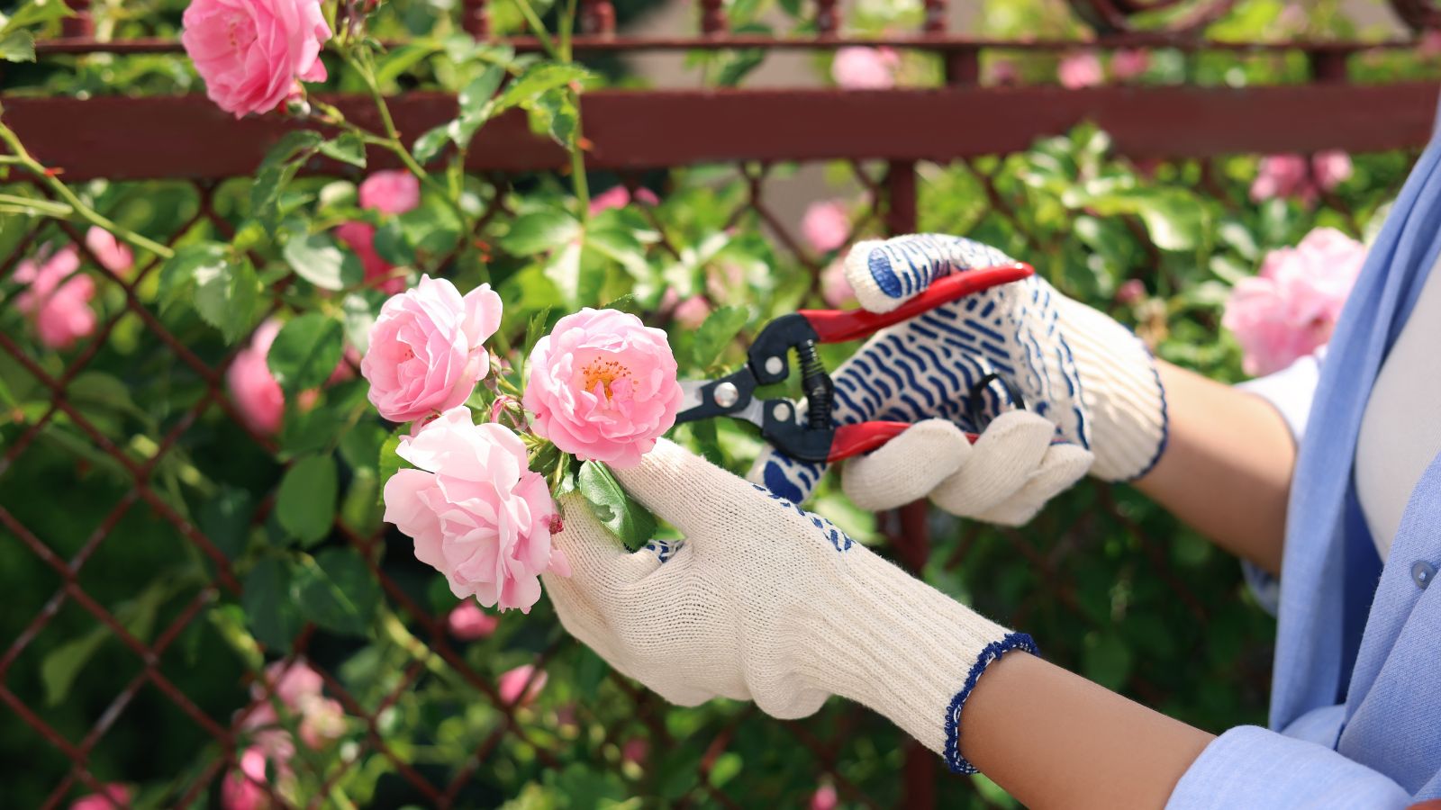 A close-up shot of a person wearing a blue long-sleeved shit, a white shirt and a combination of white and blue garden gloves using a pruner with red handles to prune bright pink flowers in an area outdoors