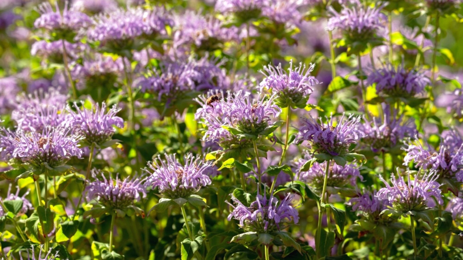 Close-up of blooming lavender colored Bee Balm flowers in a sunny garden. Monarda fistulosa are enchanting perennial plants that bear striking, tubular-shaped blossoms in shades of soft lavender to pale purple. These delicate flowers feature fringed edges and are arranged in dense, spherical clusters atop tall, sturdy stems.